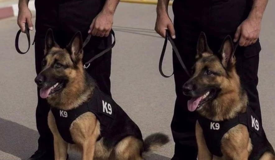 خدمة K9 المتخصصة