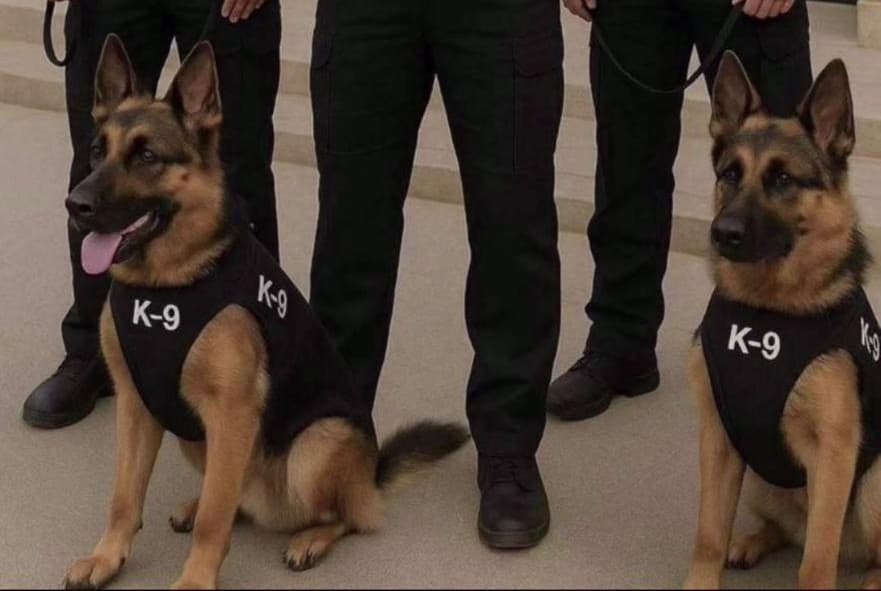 Professional K9 Unit